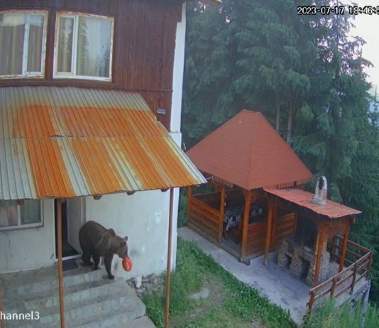 VIDEO/ Urs filmat când fură mâncare dintr-o cabană din Rânca